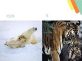 初中生物人教版八年级下册 第一节基因控制生物的性状 课件