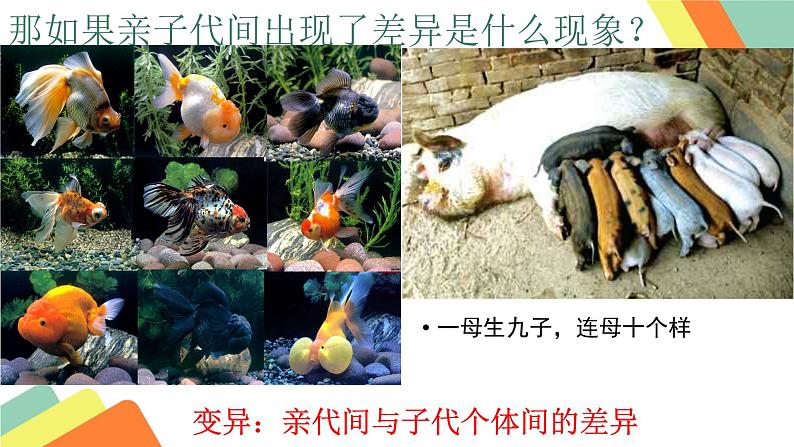 初中生物人教版八年级下册 第一节基因控制生物的性状 课件第6页