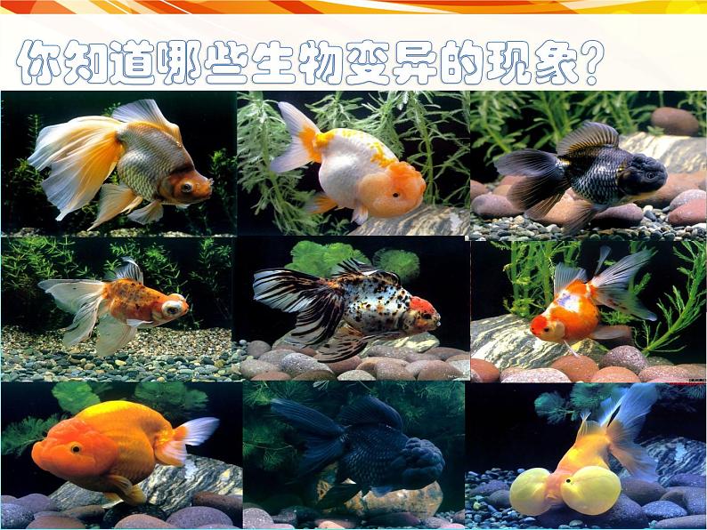 初中生物人教版八年级下册 第五节生物的变异 课件第2页