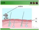 初中生物人教版八年级下册 第二节免疫与计划免疫 课件