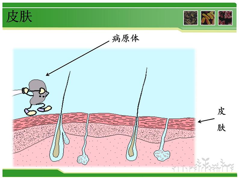 初中生物人教版八年级下册 第二节免疫与计划免疫 课件04