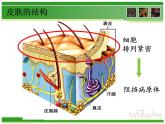 初中生物人教版八年级下册 第二节免疫与计划免疫 课件
