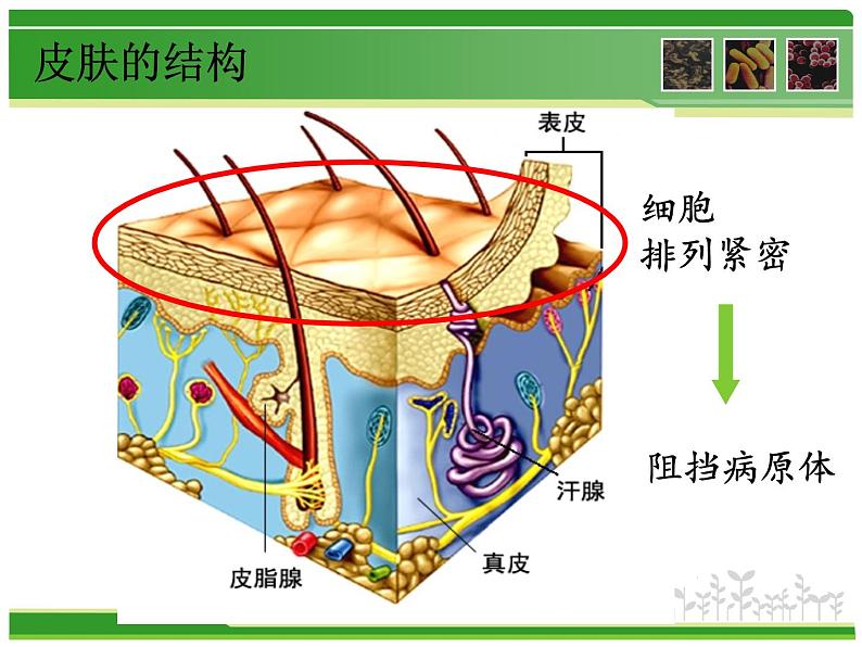 初中生物人教版八年级下册 第二节免疫与计划免疫 课件05