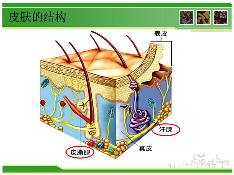 初中生物人教版八年级下册 第二节免疫与计划免疫 课件07