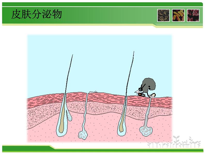 初中生物人教版八年级下册 第二节免疫与计划免疫 课件08