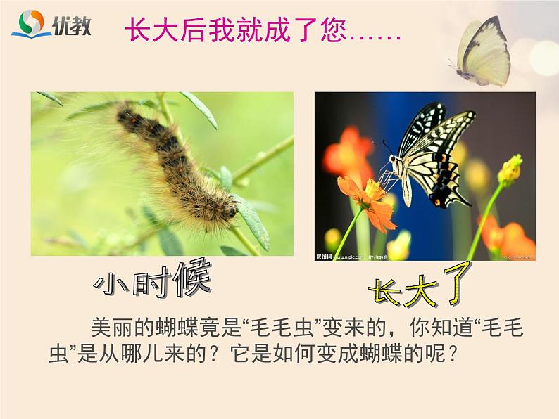 初中生物人教版八年级下册 第二节昆虫的生殖和发育 4 课件01