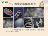 初中生物人教版八年级下册 第二节昆虫的生殖和发育 4 课件