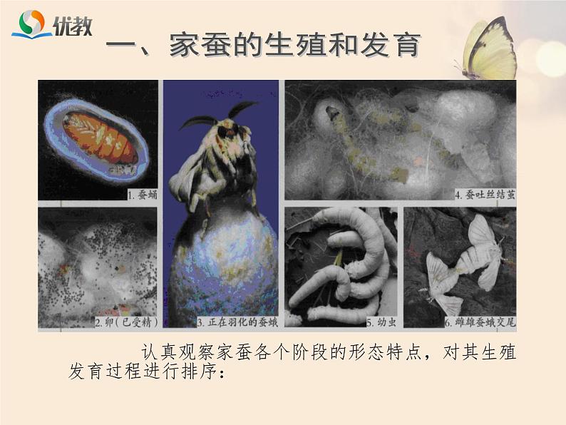 初中生物人教版八年级下册 第二节昆虫的生殖和发育 4 课件04