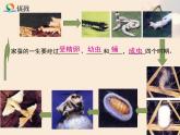初中生物人教版八年级下册 第二节昆虫的生殖和发育 4 课件