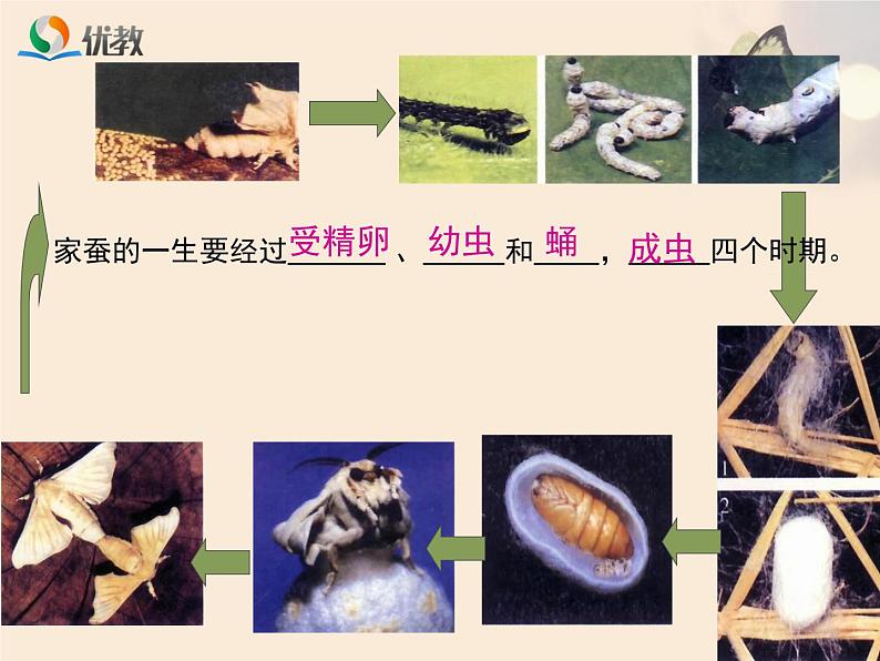 初中生物人教版八年级下册 第二节昆虫的生殖和发育 4 课件05