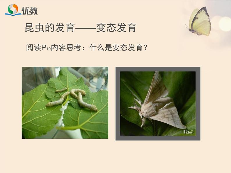 初中生物人教版八年级下册 第二节昆虫的生殖和发育 4 课件08