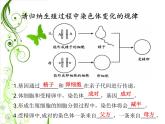 初中生物人教版八年级下册 第三节基因的显性和隐性 课件