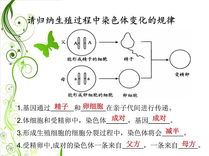 初中生物人教版八年级下册 第三节基因的显性和隐性 课件02