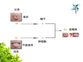 初中生物人教版八年级下册 第三节基因的显性和隐性 课件