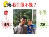 初中生物人教版八年级下册 第一节基因控制生物的性状 1 课件