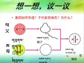 初中生物人教版八年级下册 第三节基因的显性和隐性 2 课件