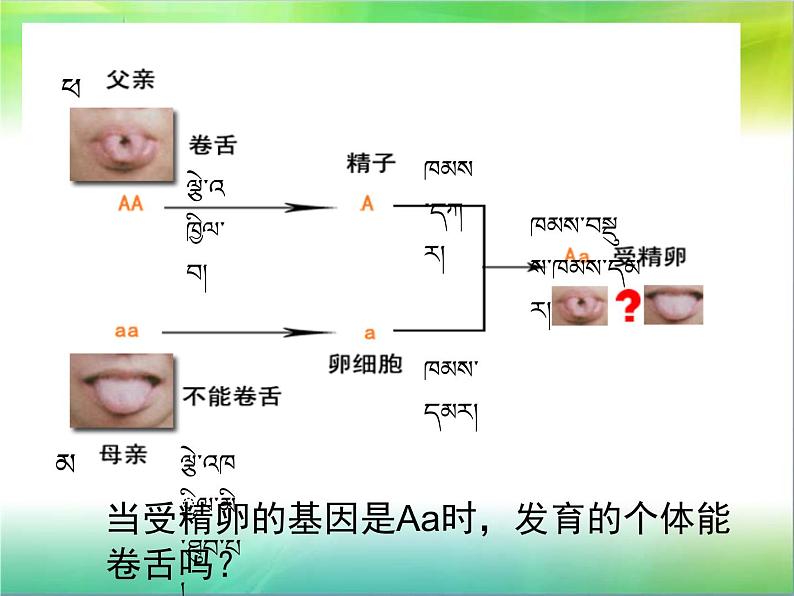 初中生物人教版八年级下册 第三节基因的显性和隐性 2 课件05