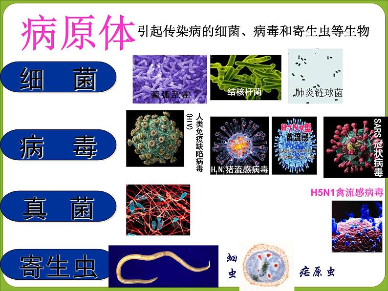 初中生物人教版八年级下册 第一节传染病及其预防 6 课件第5页