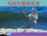 初中生物人教版八年级下册 第四节鸟的生殖和发育 课件