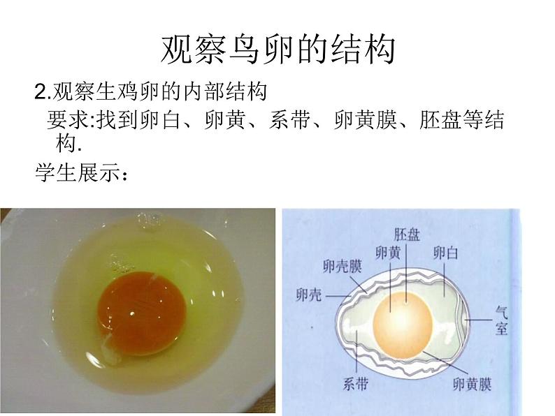 初中生物人教版八年级下册 第四节鸟的生殖和发育 课件第7页