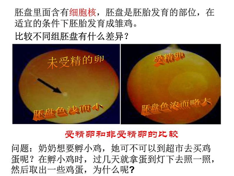 初中生物人教版八年级下册 第四节鸟的生殖和发育 课件第8页