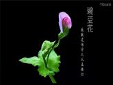 初中生物人教版八年级下册 第三节基因的显性和隐性 1 课件