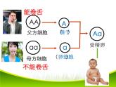初中生物人教版八年级下册 第三节基因的显性和隐性 1 课件