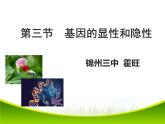 初中生物人教版八年级下册 第三节基因的显性和隐性 1 课件
