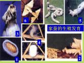 初中生物人教版八年级下册 第二节昆虫的生殖和发育 3 课件