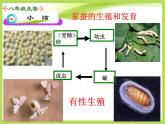 初中生物人教版八年级下册 第二节昆虫的生殖和发育 3 课件