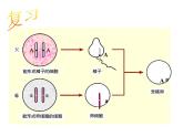 初中生物人教版八年级下册 第三节基因的显性和隐性 3 课件