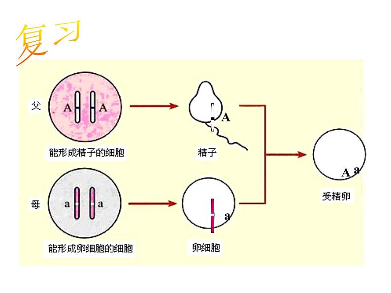 初中生物人教版八年级下册 第三节基因的显性和隐性 3 课件04