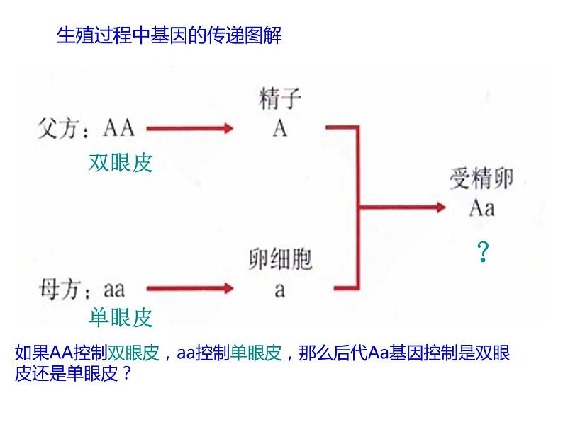 初中生物人教版八年级下册 第三节基因的显性和隐性 3 课件05