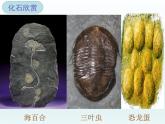 初中生物人教版八年级下册 第二节生物进化的历程 课件