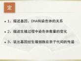 初中生物人教版八年级下册 第二节基因在亲子代间的传递 2 课件