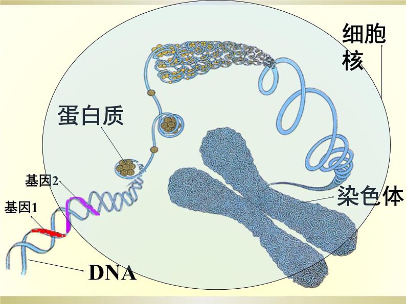 初中生物人教版八年级下册 第二节基因在亲子代间的传递 2 课件06