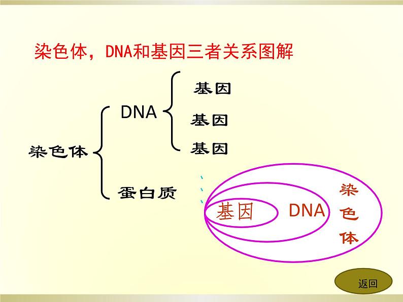 初中生物人教版八年级下册 第二节基因在亲子代间的传递 2 课件07