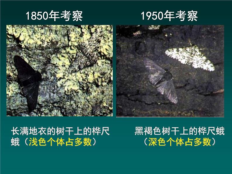 初中生物人教版八年级下册 第三节生物进化的原因 课件07