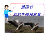 初中生物人教版八年级下册 第四节鸟的生殖和发育 2 课件