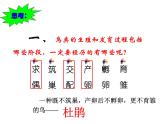 初中生物人教版八年级下册 第四节鸟的生殖和发育 2 课件
