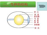 初中生物人教版八年级下册 第四节鸟的生殖和发育 2 课件