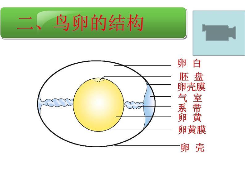 初中生物人教版八年级下册 第四节鸟的生殖和发育 2 课件05