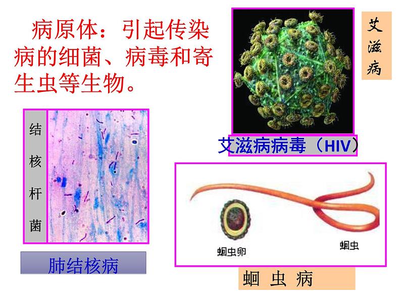 初中生物人教版八年级下册 第一节传染病及其预防 4 课件04