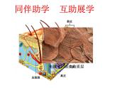 初中生物人教版八年级下册 第二节免疫与计划免疫 1 课件