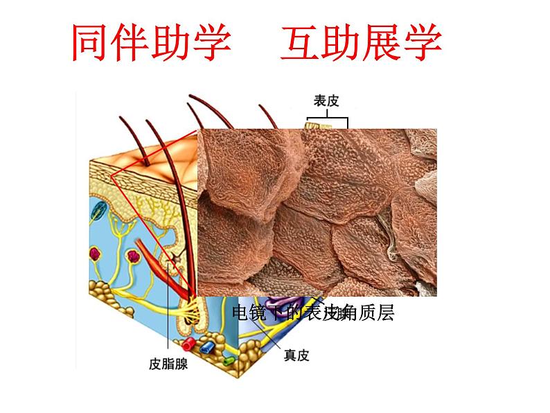 初中生物人教版八年级下册 第二节免疫与计划免疫 1 课件05