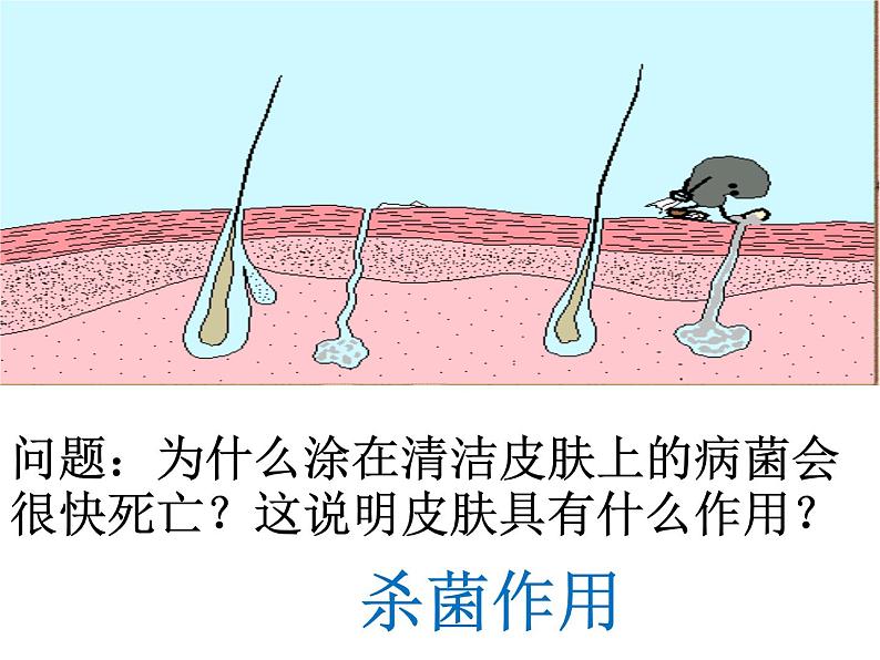 初中生物人教版八年级下册 第二节免疫与计划免疫 1 课件07