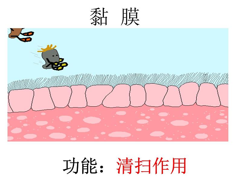 初中生物人教版八年级下册 第二节免疫与计划免疫 1 课件08