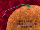 初中生物人教版八年级下册 第二节基因在亲子代间的传递 课件