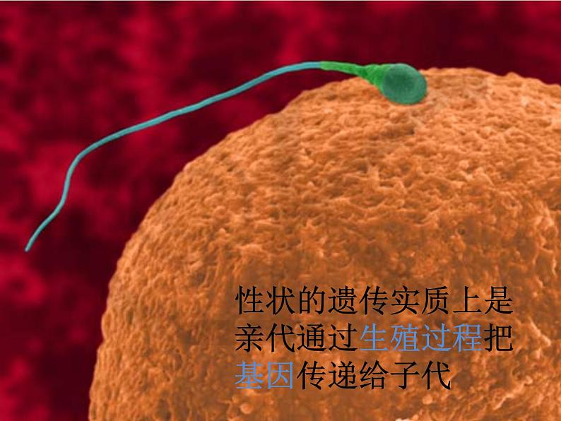 初中生物人教版八年级下册 第二节基因在亲子代间的传递 课件04