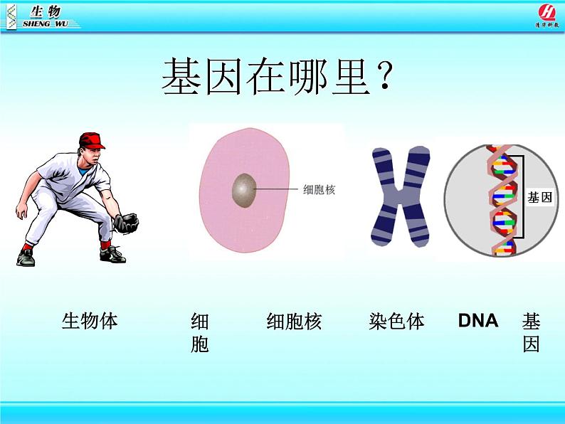 初中生物人教版八年级下册 第二节基因在亲子代间的传递 课件06